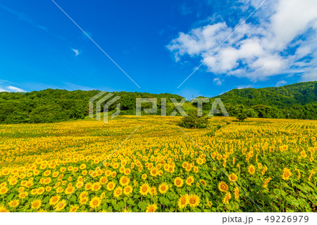 夏の三ノ倉高原　ひまわり 49226979