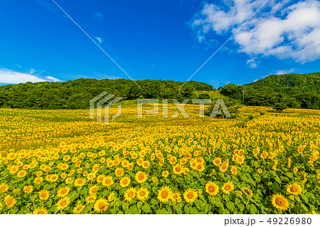 夏の三ノ倉高原 ひまわり 夏の三ノ倉高原 ひまわり 49226980