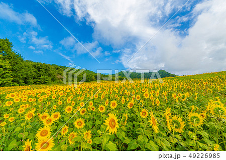 夏の三ノ倉高原　ひまわり 49226985