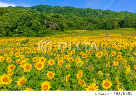 夏の三ノ倉高原 ひまわり 夏の三ノ倉高原 ひまわり 49226986