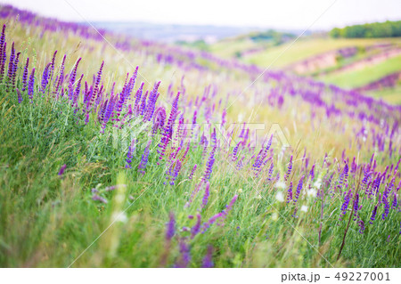 salvia growing in a field 49227001
