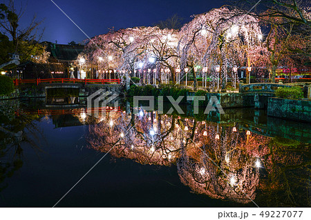 三嶋大社 桜 三嶋大社 桜 49227077