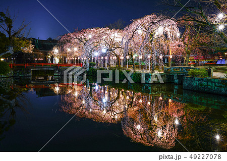 三嶋大社 桜 三嶋大社 桜 49227078