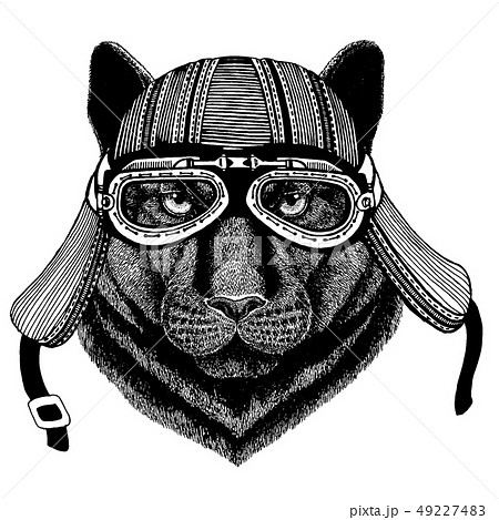 Panther, puma, cougar, wild cat wild biker animal wearing motorcycle helmet. Hand drawn image for 49227483