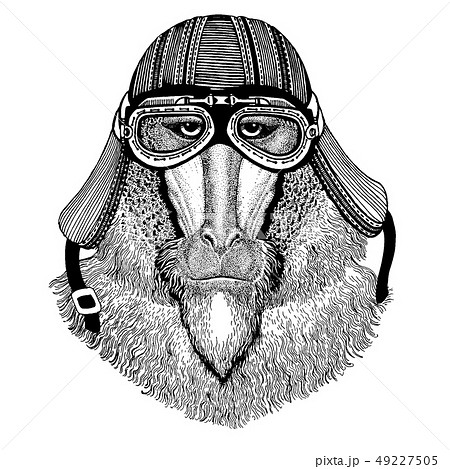 Monkey, baboon, dog-ape, ape wild biker animal wearing motorcycle helmet. Hand drawn image for Monkey, baboon, dog-ape, ape wild biker animal wearing motorcycle helmet. Hand drawn image for 49227505