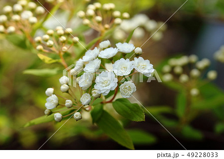 小手毬 鈴懸 白花 八重咲 春花 小手毬 鈴懸 白花 八重咲 春花 49228033