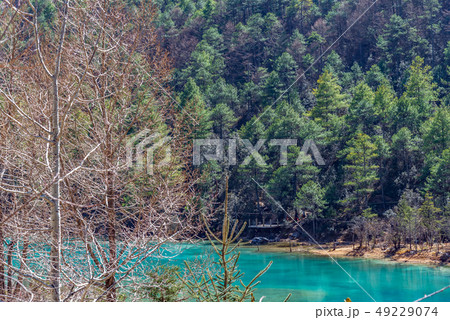 中国 チャイナ 磁器 49229074