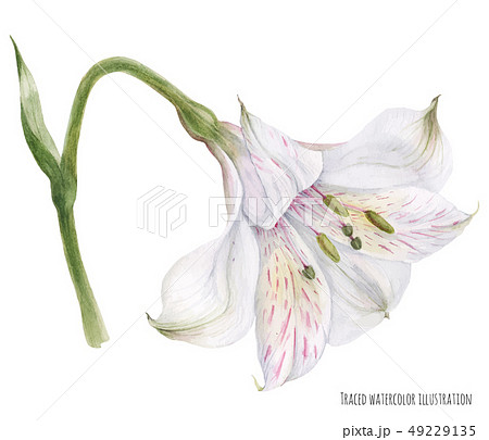 Peruvian Lily Alstroemeriaのイラスト素材