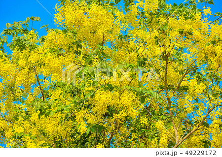 Cassia fistula, known as golden rain tree Cassia fistula, known as golden rain tree 49229172