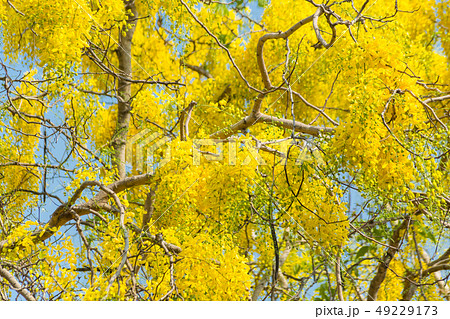 Cassia fistula, known as golden rain tree Cassia fistula, known as golden rain tree 49229173