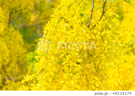 Cassia fistula, known as golden rain tree Cassia fistula, known as golden rain tree 49229174
