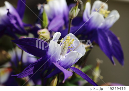 園芸　春の花　オダマキ　糸繰草 49229456