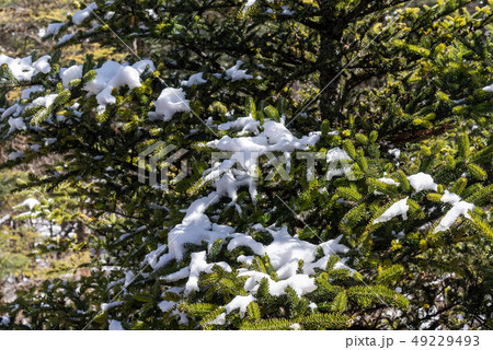 中国 チャイナ 磁器 49229493