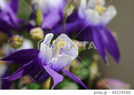 園芸　春の花　オダマキ　糸繰草 49229496