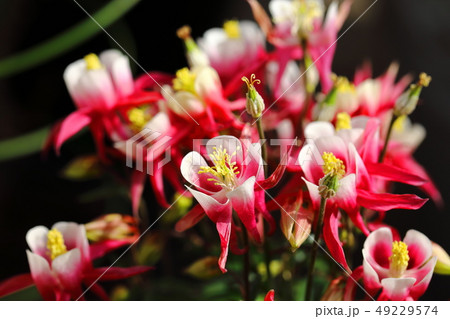 園芸　春の花　オダマキ　糸繰草 49229574