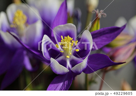 園芸　春の花　オダマキ　糸繰草 49229605