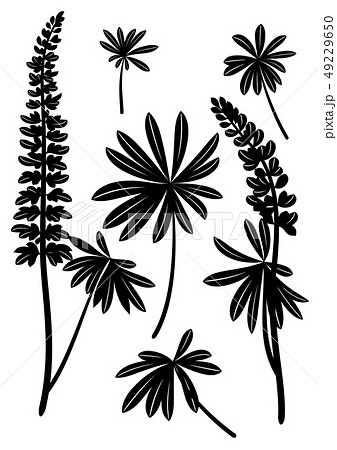 Linden Leaves Pictogram Set 49229650