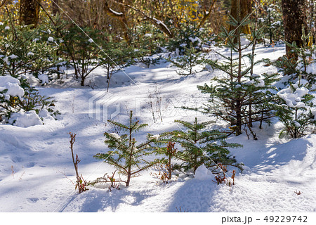 中国 チャイナ 磁器 49229742