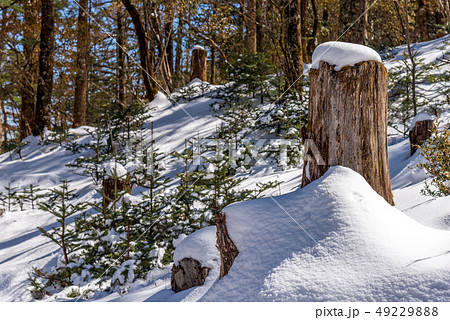 中国 チャイナ 磁器 49229888