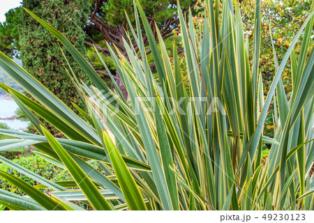 Gardens of Saint Clotilde in Lloret de Mar, Costa Gardens of Saint Clotilde in Lloret de Mar, Costa 49230123