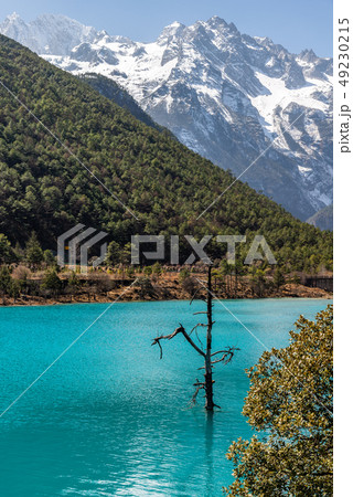 中国 チャイナ 磁器 49230215