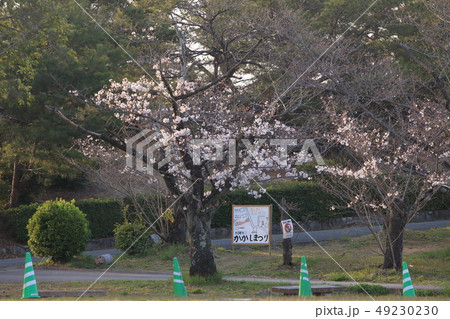 大牟田市　甘木山公園　桜 49230230