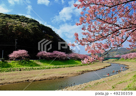 南伊豆町　みなみの桜と菜の花祭り 49230359