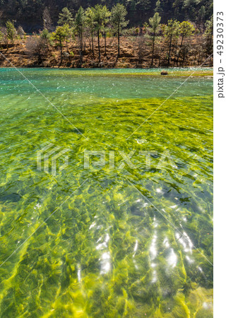 中国 チャイナ 磁器 49230373