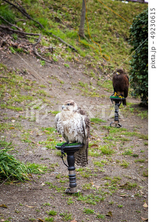 red tail hawks in the park 49230615