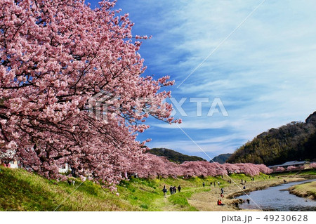 南伊豆町　みなみの桜と菜の花祭り 49230628