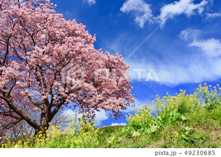 南伊豆町 みなみの桜と菜の花祭り 南伊豆町 みなみの桜と菜の花祭り 49230685