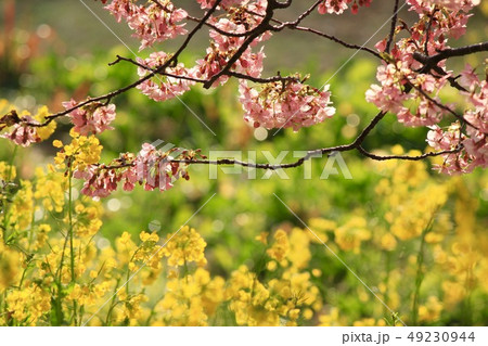 南伊豆町 みなみの桜と菜の花祭り 南伊豆町 みなみの桜と菜の花祭り 49230944