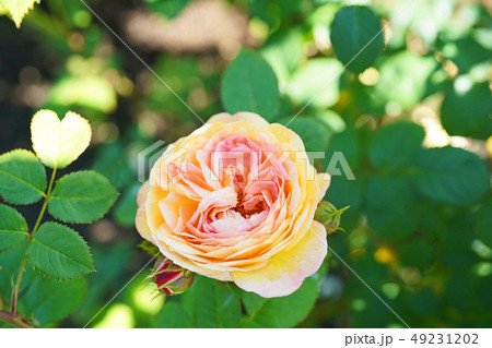 美しく色変わりするバラ 49231202