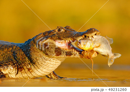Crocodile catch fish in river water, evening light 49231260
