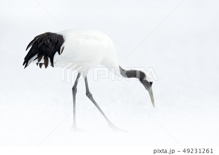 Snowfall and Red-crowned crane in snow meadow Snowfall and Red-crowned crane in snow meadow 49231261