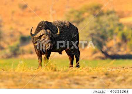 African Buffalo, Cyncerus cafer, Chobe, Botswana. African Buffalo, Cyncerus cafer, Chobe, Botswana. 49231263