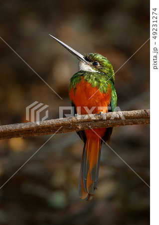 Rufous-tailed Jacamar, Galbula ruficauda 49231274