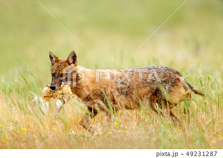 Golden jackal, Canis aureus, feeding scene 49231287