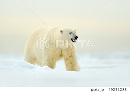 Polar bear on drift ice edge with snow 49231288