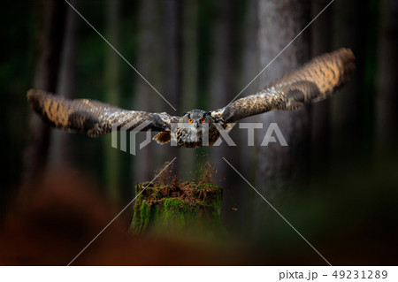 Dark forest with bird. Owl in forest habitat Dark forest with bird. Owl in forest habitat 49231289