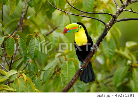 Toucan sitting on the branch in the forest Toucan sitting on the branch in the forest 49231291