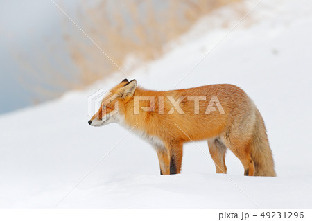 Red fox in white snow. Beautiful orange animal 49231296