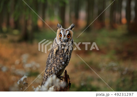 Long-eared Owl in habitat - coniferous forest Long-eared Owl in habitat - coniferous forest 49231297