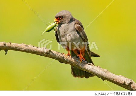 Falcon with catch locust grasshopper. Falcon with catch locust grasshopper. 49231298