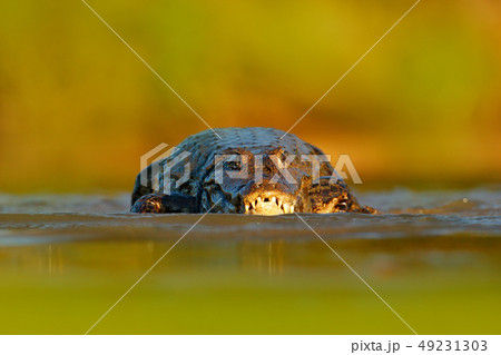 Portrait of Yacare Caiman, crocodile in the water 49231303