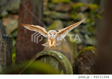 Magic bird barn owl, flying above stone Magic bird barn owl, flying above stone 49231308