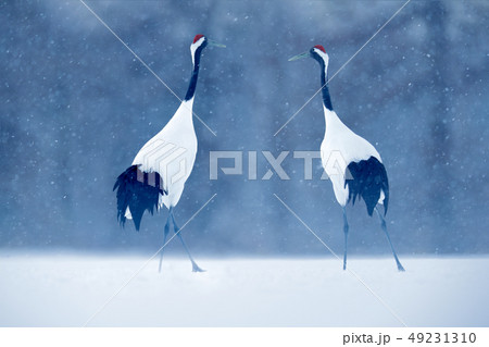 Dancing pair of Red-crowned cranes Dancing pair of Red-crowned cranes 49231310
