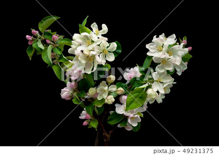 blooming apple tree branch isolated on a black blooming apple tree branch isolated on a black 49231375