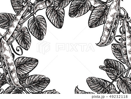 Hand drawn sketch peas. Organic food illustration isolated on white background. 49232118