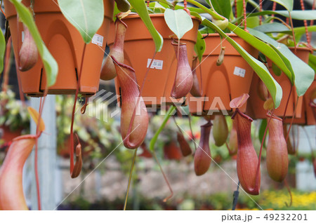 Nepenthes also known as tropical pitcher plants Nepenthes also known as tropical pitcher plants 49232201